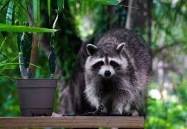 Mothballs will not get rid of your raccoons. How To Get Rid Of Raccoons Homeowner S Guide Bob Vila