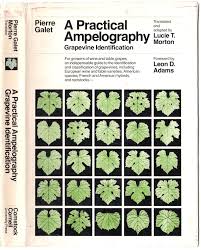 A Practical Ampelography Grapevine Identification Comstock