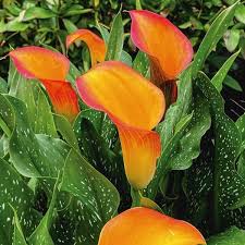 morning sun calla lily flowers and