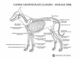 Dogs Average Growth Plate Closure Great Dane Growth Chart