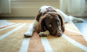 clean dog diarrhea from carpet