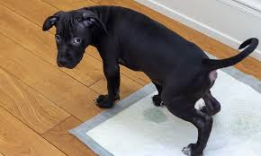 black pet urine stains from hardwood floors