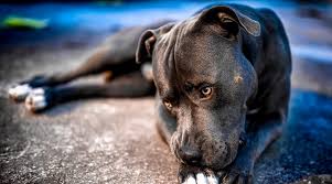 They are closely related to the american pit bull terrier. Types Of Pitbulls Differences Appearances Traits Pictures