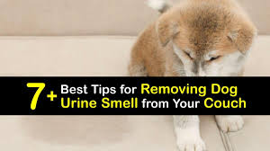 dog urine smells tricks to remove dog
