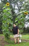 tall sunflower