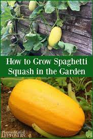 How To Grow Spaghetti Squash Tips For