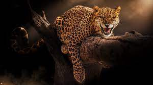 jaguar hd wallpaper