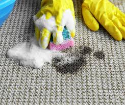 best carpet cleaner for pet accidents