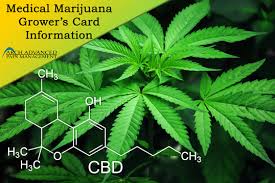 To become an missouri medical marijuana patient, you can first talk with one of our doctors (100% online via secure video chat) to see if you qualify and we will help you through the application process. Medical Marijuana Grower S Card Arch Advanced Pain Management