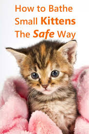 These small cats are perfect for families who live in smaller homes and apartments, or those who just love to fully engulf a cat with a cuddle. How To Bathe Small Kittens The Safe Way Thecatsite Articles