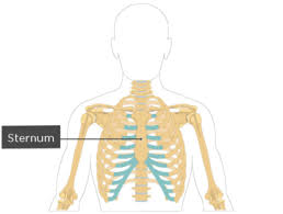 It's easy to feel the bottom of this cage by running your fingers along the sides and front of your body, a few inches below your heart. Structure Of The Ribcage And Ribs