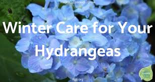 Hydrangeas Winter Care Pruning