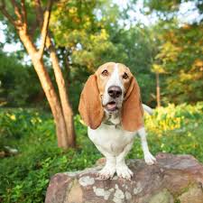 Some will have more skin than others, while some can have a skinny build. Basset Hound Full Profile History And Care