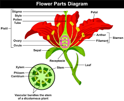 Flowers have specifically evolved to have a bright and colorful appearance (for the most part) so that they can lure pollinators such as birds. Anatomy Of A Flower Floraqueen