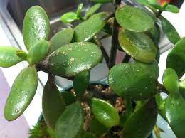 If you've ever propagated succulents before, you might know that for many species all you need is a single leaf. Jade Plant Brown Spots On Leaves Leaf Stem