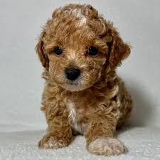 female toy poodle puppy id