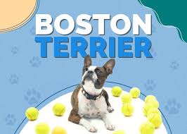 boston terrier dog breed info pictures