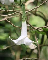 Mix a healthy dose of compost into the soil prior to planting. Gardening 101 Angel S Trumpet Gardenista