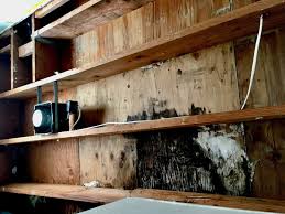 remove mold under hardwood floors