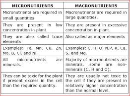 between micronutrientacronutrients