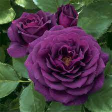 purple rose l6023 in the roses