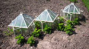 critter cages to protect young plants