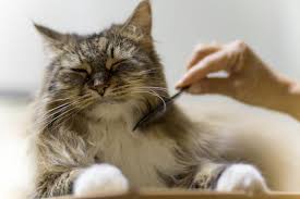 When you own a cat that doesn't shed much, you'll definitely need to invest only a little amount of time in grooming your pet. 8 Cat Breeds That Shed The Least