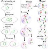 hangisi-hücre-bölünmesi-ile-gerçekleşen-olaylar