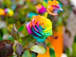 Download high quality flower pictures for your mobile, desktop or website. Rainbow Roses Are They Real Lovethegarden