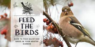 feed the birds in your winter garden