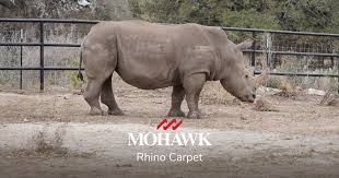 smartstrand carpet rhino challenge