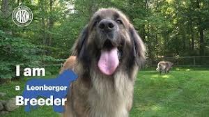 ● easy searching and secure buying. I Am A Leonberger Breeder Alida Greendyk Youtube