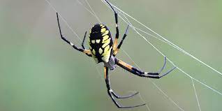 In this picture, it becomes clear, why argiope aurantia is also called the zigzag spider. Yellow Garden Spider National Wildlife Federation
