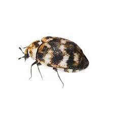 carpet beetle identification springer