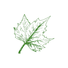maple leaf skeleton isolated sycamore