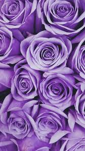 purple rose iphone hd wallpapers pxfuel
