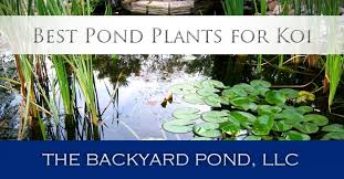 best pond plants for koi the backyard