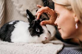 Portret van schattig konijn | Gratis Foto