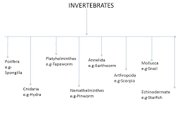 Biology Made Easy Classification Of Animals Invertebrates