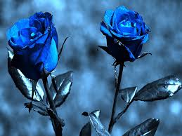 48 blue rose wallpaper hd