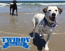 outer banks pets guide outerbanks com