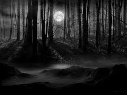 dark forest with moon wallpapers