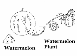 watermelon coloring printable page for kids
