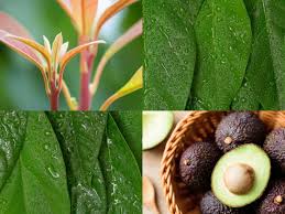 avocado leaves uses and benefits to get