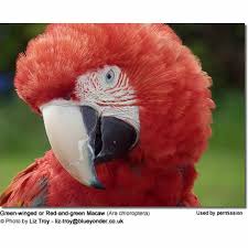 greenwing or red and green macaw