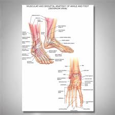 60x90cm Educational Muscular Skeletal Ankle Posters Silk
