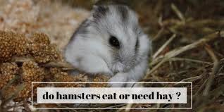 Do Hamsters Eat Or Need Hay Extra
