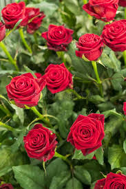 Rosas Vermelhas Frescas E Naturais Com Folhas Verdes Fundo Foto Vertical  Imagem de Stock - Imagem de vermelho, nave: 155023055