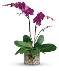 glorious graude orchid alexandria