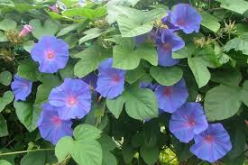 Image result for morning glory